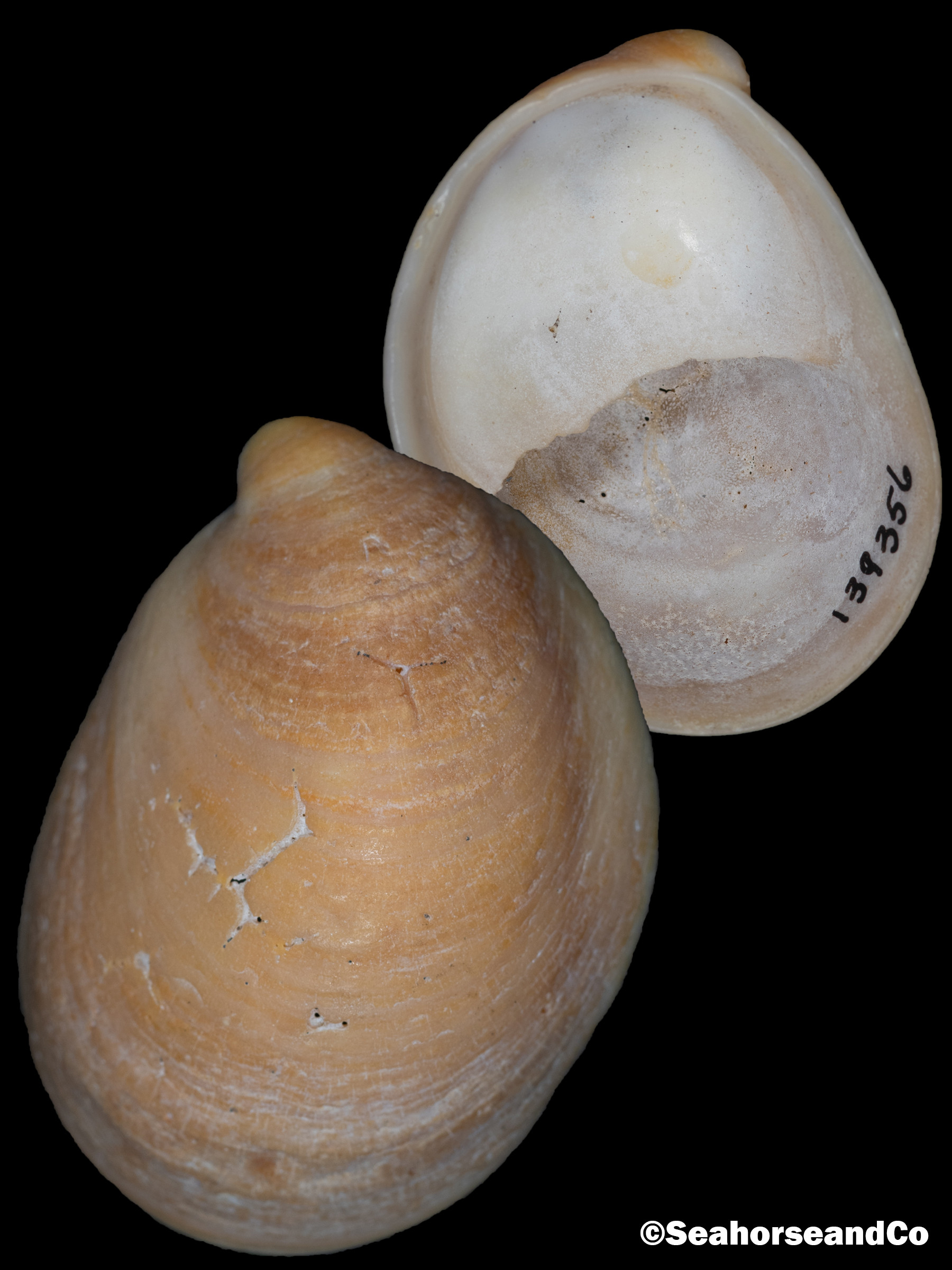 Common Atlantic Slipper Snail Crepidula fornicata (Linnaeus, 1758)